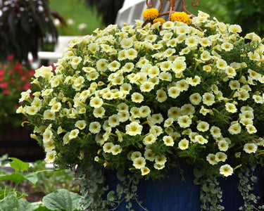 Hybrid Easy Wave Yellow Spreading Petunia Seeds